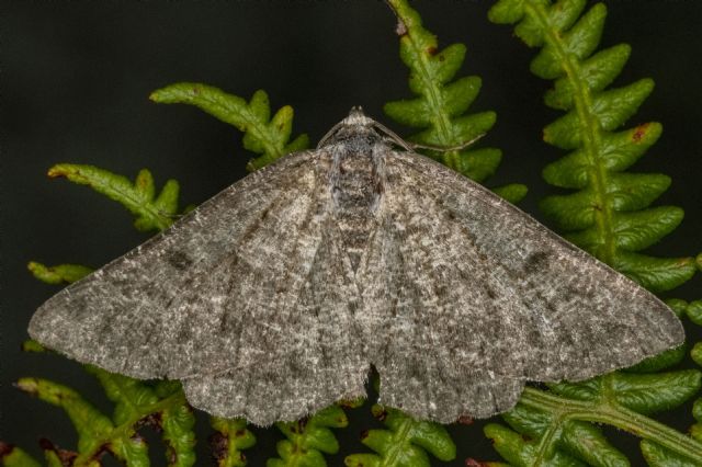 Scotch annulet, a mountain moth.  A thriving colony on Black Craig, Berry Brae and Norman's Law is the only location for this species in Fife.